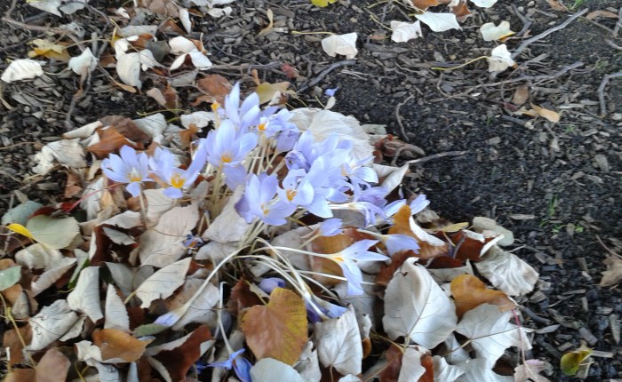 Facebook at Work or&nbsp;O365