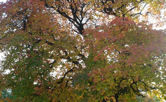 Still a future for Yammer despite Skype&nbsp;Teams